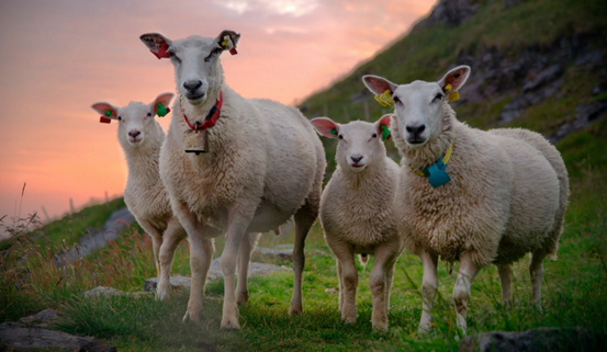 來(lái)自社交媒體的圖片如何幫你在網(wǎng)絡(luò)上脫穎而出